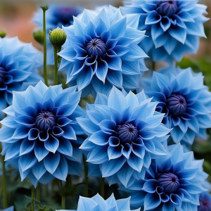 Георгин Вижапе купить по цене от 699р. в интернет-магазине «Посадика» с доставкой почтой в в Корочае и по всей России – [изображение №1].