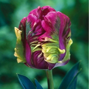 Тюльпан Экзотик Хэвен купить по цене от 186р. в интернет-магазине «Посадика» с доставкой почтой в в Корочае и по всей России – [изображение №1].