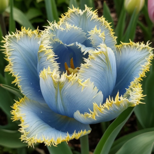 Тюльпан Махровый Амплуа купить по цене от 199р. в интернет-магазине «Посадика» с доставкой почтой в в Корочае и по всей России – [изображение №1].