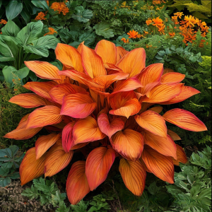 Хоста Солнечный Нектар купить по цене от 605р. в интернет-магазине «Посадика» с доставкой почтой в в Корочае и по всей России – [изображение №1].