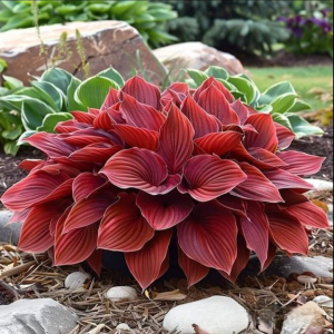 Хоста Малыш Шедевр купить по цене от 421р. в интернет-магазине «Посадика» с доставкой почтой в в Корочае и по всей России – [изображение №1].