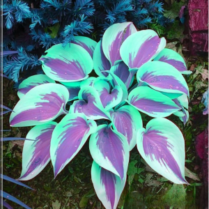 Хоста Висперин Бьюти купить по цене от 379р. в интернет-магазине «Посадика» с доставкой почтой в в Корочае и по всей России – [изображение №1].