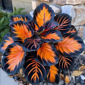 Хоста Сикрет Форест купить по цене от 601р. в интернет-магазине «Посадика» с доставкой почтой в в Корочае и по всей России – [изображение №1].