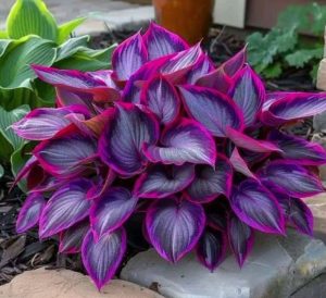 Хоста Сикрет Гарденс купить по цене от 549р. в интернет-магазине «Посадика» с доставкой почтой в в Корочае и по всей России – [изображение №1].