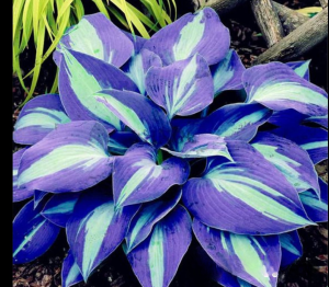 Хоста Аурелия купить по цене от 450р. в интернет-магазине «Посадика» с доставкой почтой в в Корочае и по всей России – [изображение №1].