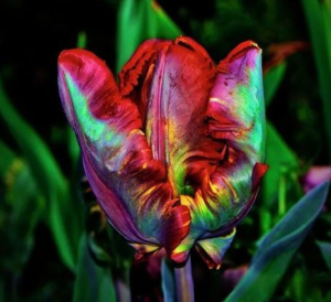 Тюльпан Эирпрайз купить по цене от 270р. в интернет-магазине «Посадика» с доставкой почтой в в Корочае и по всей России – [изображение №1].