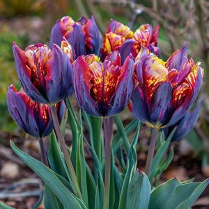 Тюльпан Опал Дрим купить по цене от 207р. в интернет-магазине «Посадика» с доставкой почтой в в Корочае и по всей России – [изображение №1].