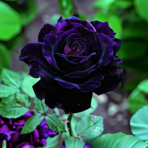 Роза Блэк Пантер купить по цене от 319р. в интернет-магазине «Посадика» с доставкой почтой в в Корочае и по всей России – [изображение №1].