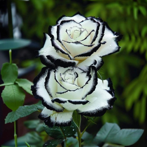 Роза Силк Ивин купить по цене от 319р. в интернет-магазине «Посадика» с доставкой почтой в в Корочае и по всей России – [изображение №1].