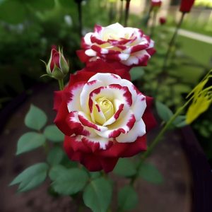 Роза Роял Глом купить по цене от 401р. в интернет-магазине «Посадика» с доставкой почтой в в Корочае и по всей России – [изображение №1].