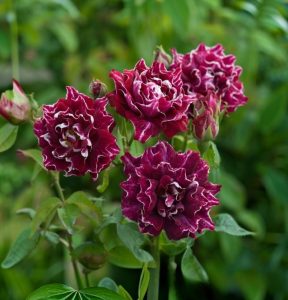 Роза Опаловый Пейзаж купить по цене от 490р. в интернет-магазине «Посадика» с доставкой почтой в в Корочае и по всей России – [изображение №1].