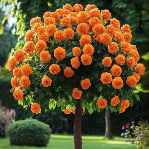 Роза Солнечный Шарм купить по цене от 349р. в интернет-магазине «Посадика» с доставкой почтой в в Корочае и по всей России – [изображение №1].