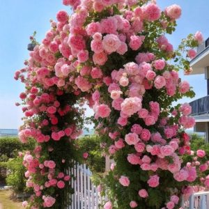 Роза Пастель Розе купить по цене от 605р. в интернет-магазине «Посадика» с доставкой почтой в в Корочае и по всей России – [изображение №1].