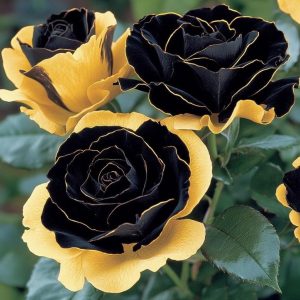 Роза Ханни Сикл купить по цене от 700р. в интернет-магазине «Посадика» с доставкой почтой в в Корочае и по всей России – [изображение №1].