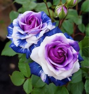 Роза Айвори Каскад купить по цене от 420р. в интернет-магазине «Посадика» с доставкой почтой в в Корочае и по всей России – [изображение №1].