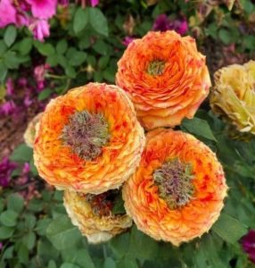 Роза Золотой Мираж купить по цене от 420р. в интернет-магазине «Посадика» с доставкой почтой в в Корочае и по всей России – [изображение №1].