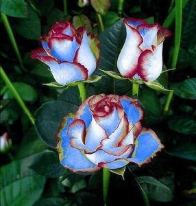 Роза Сафайер Пэтл купить по цене от 450р. в интернет-магазине «Посадика» с доставкой почтой в в Корочае и по всей России – [изображение №1].