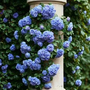 Роза плетистая Блю Перпл купить по цене от 540р. в интернет-магазине «Посадика» с доставкой почтой в в Корочае и по всей России – [изображение №1].